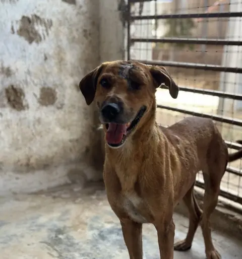 Roti, a dog at the CDRS Benji Karachi shelter