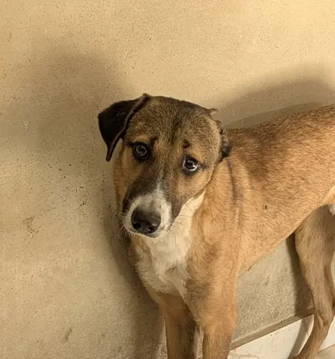 Rudy, a dog at the CDRS Benji Karachi shelter