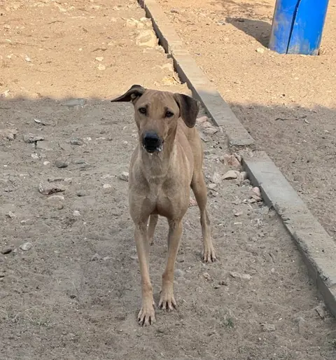 Sally, a dog at the CDRS Benji Karachi shelter