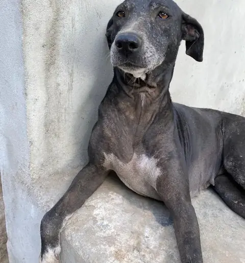 Sandy, a dog at the CDRS Benji Karachi shelter