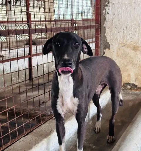 Scooby, a dog at the CDRS Benji Karachi shelter