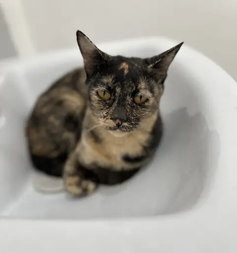 Shelly, a cat at the CDRS Benji Karachi shelter