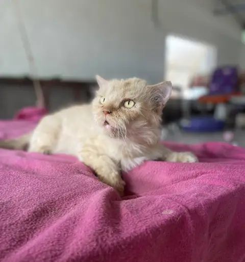 Simba, a cat at the CDRS Benji Karachi shelter