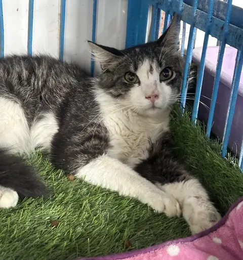 Smokey, a cat at the CDRS Benji Karachi shelter