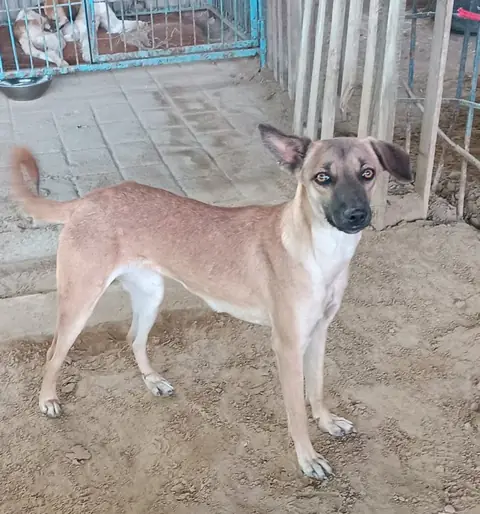Soni, a dog at the CDRS Benji Karachi shelter