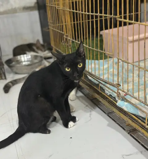 Soot, a cat at the CDRS Benji Karachi shelter