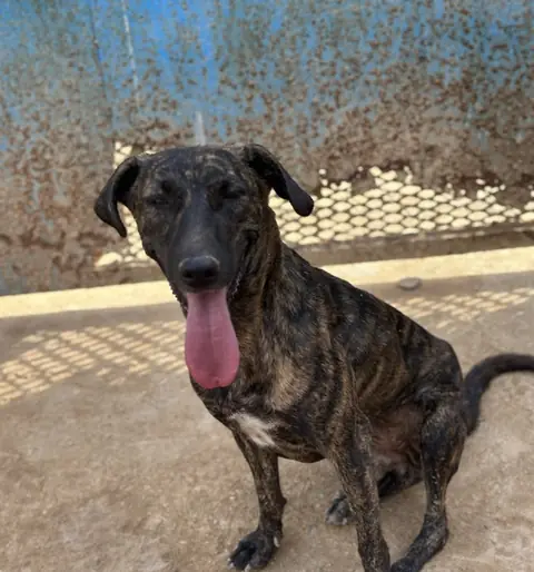 Stella, a dog at the CDRS Benji Karachi shelter