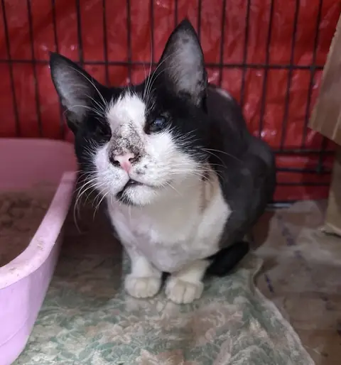 Stevie, a cat at the CDRS Benji Karachi shelter