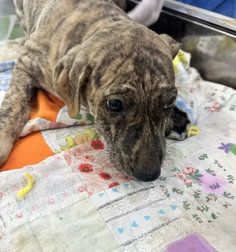 Taco, a puppy at the CDRS Benji Karachi shelter