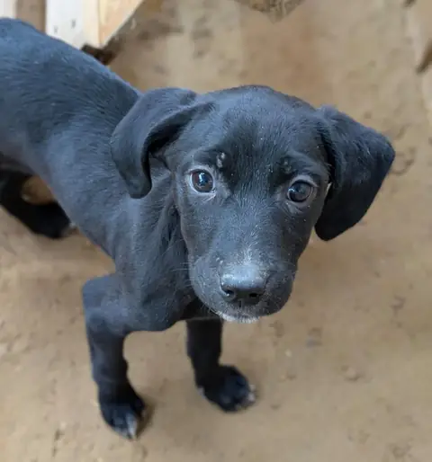 Teeny, a dog at the CDRS Benji Karachi shelter
