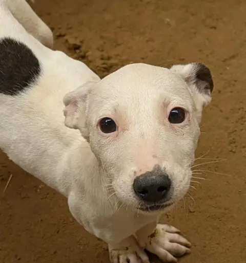 Tia, a dog at the CDRS Benji Karachi shelter