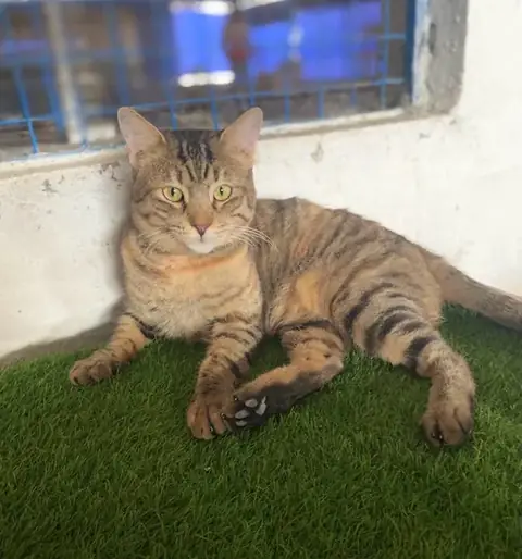 Tiggy, a cat at the CDRS Benji Karachi shelter