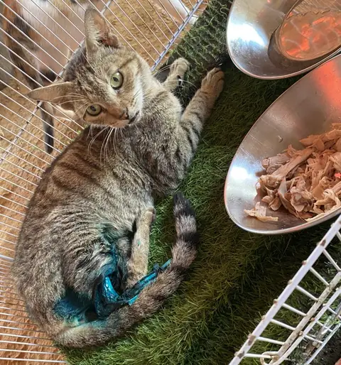 Tilly, a cat at the CDRS Benji Karachi shelter