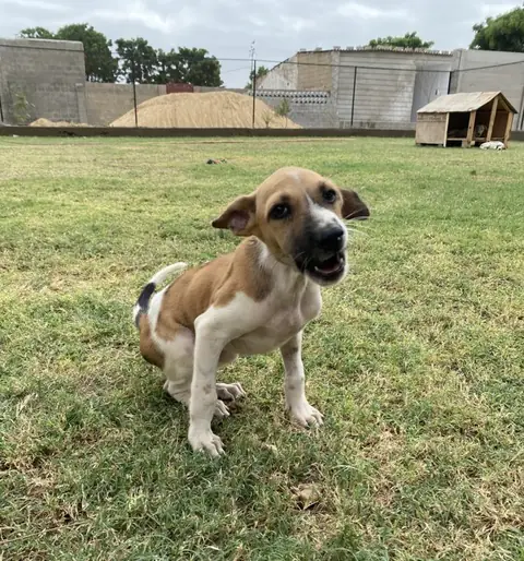 Tinker, a dog at the CDRS Benji Karachi shelter