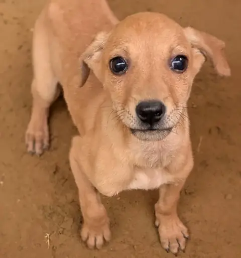 Tino, a dog at the CDRS Benji Karachi shelter