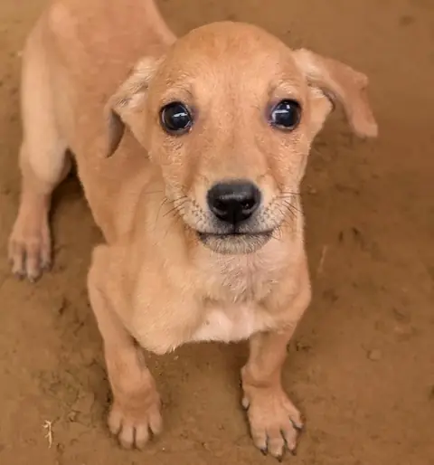 Tino, a puppy at the CDRS Benji Karachi shelter