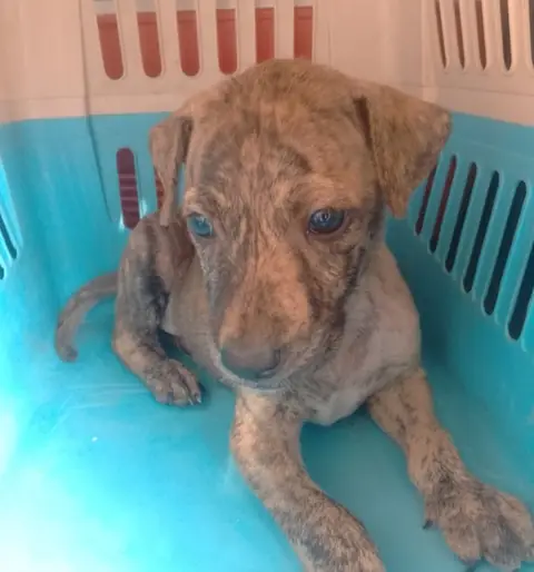 Tito, a dog at the CDRS Benji Karachi shelter