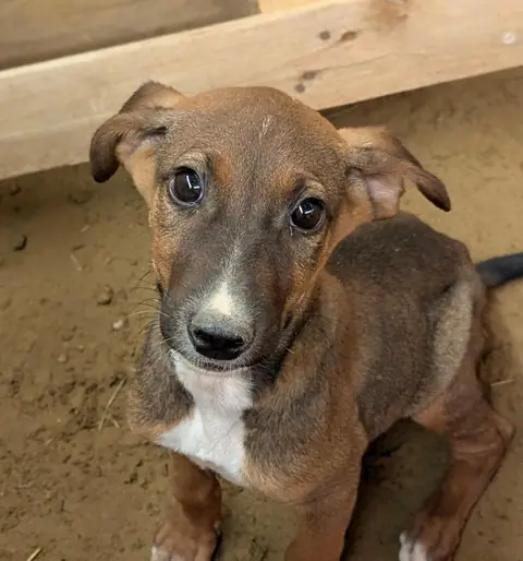 Toast, a dog at the CDRS Benji Karachi shelter