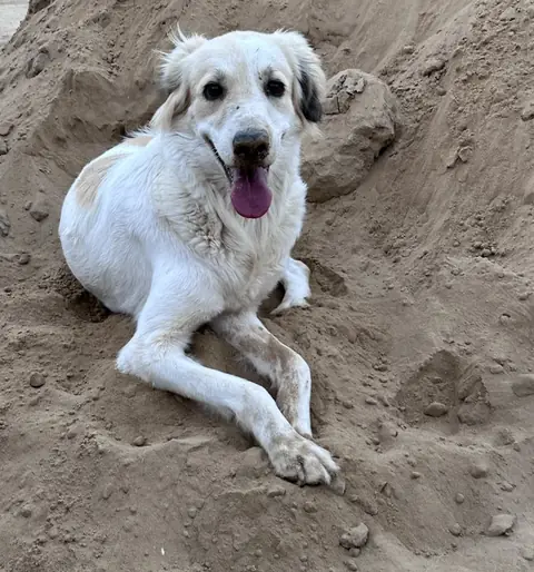 Toby, a dog at the CDRS Benji Karachi shelter