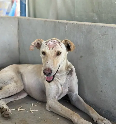 Todo, a dog at the CDRS Benji Karachi shelter