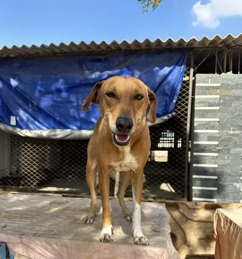 Toffee, a dog at the CDRS Benji Karachi shelter