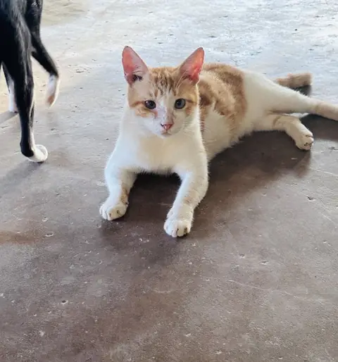 Tofu, a cat at the CDRS Benji Karachi shelter