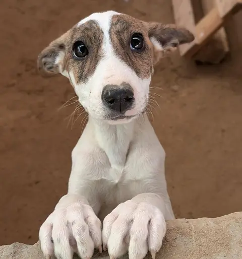 Tulip, a dog at the CDRS Benji Karachi shelter