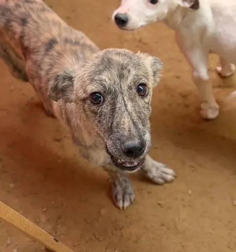 Turbo, a dog at the CDRS Benji Karachi shelter