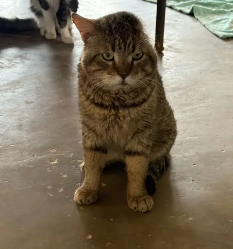 Uno, a cat at the CDRS Benji Karachi shelter