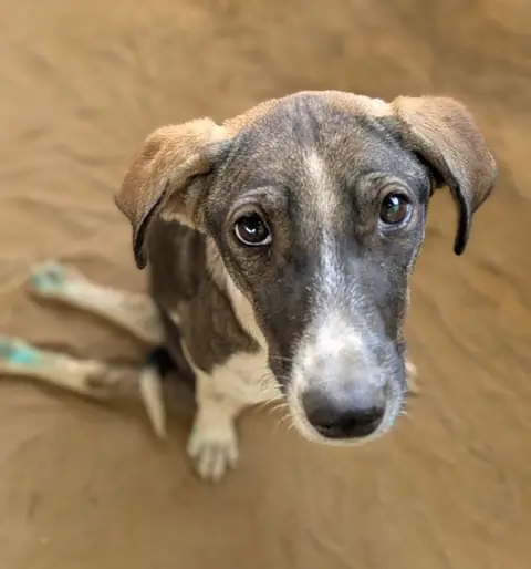 Vimto, a dog at the CDRS Benji Karachi shelter