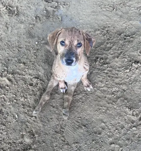 Yodo, a dog at the CDRS Benji Karachi shelter