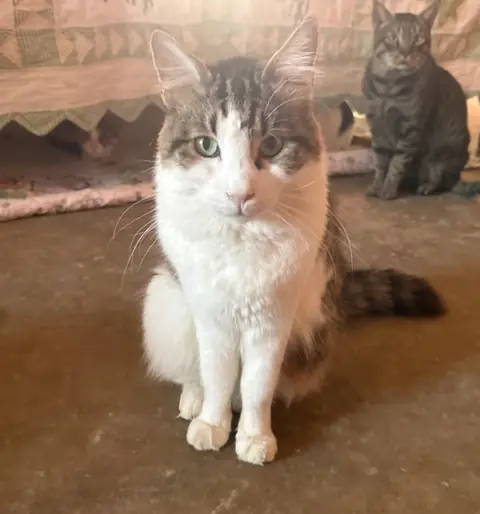Zorro, a cat at the CDRS Benji Karachi shelter