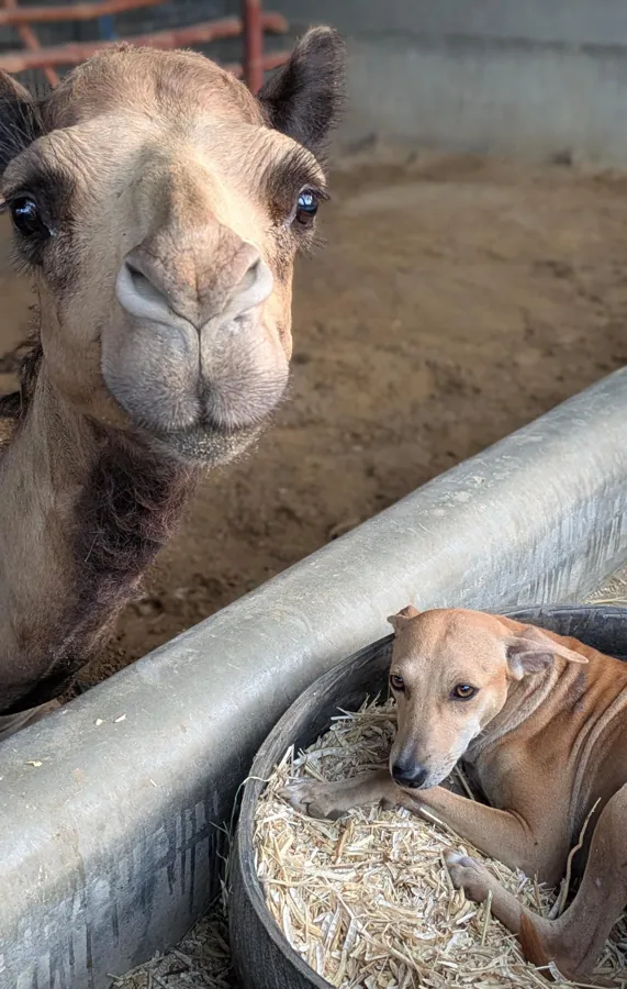 Cammie the camel and her camel friends at the Karachi shelter
