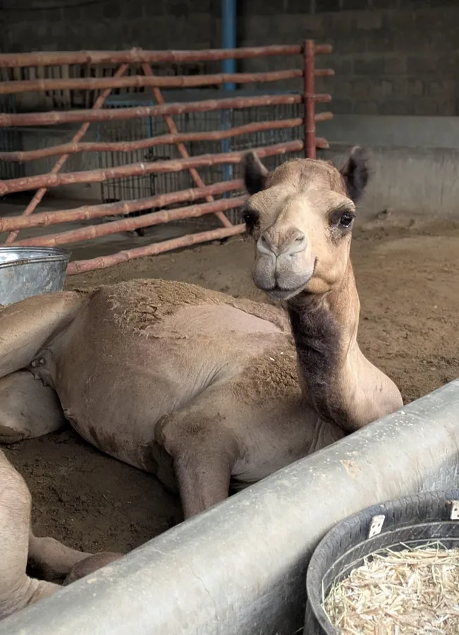 Cammie the camel and her camel friends at the Karachi shelter