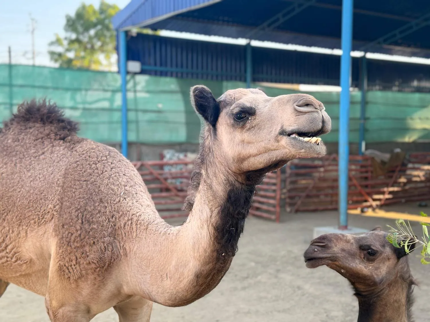 Shelter animals waiting for a sponsor