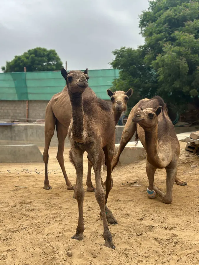 Cammie the camel and her camel friends at the Karachi shelter