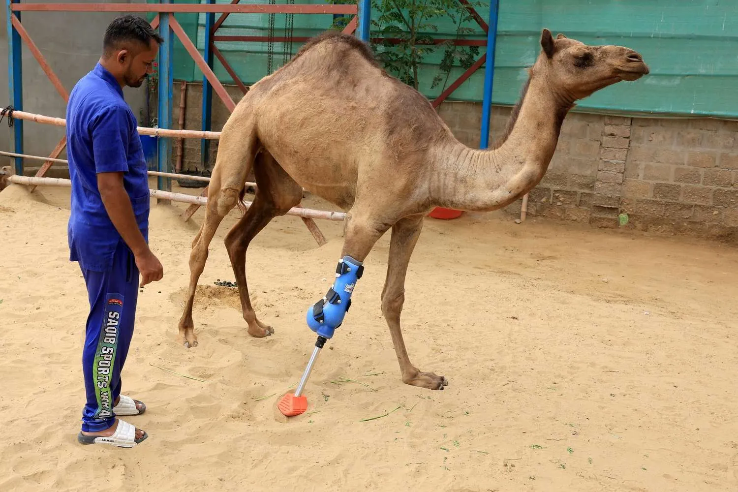 Cammie the camel and her camel friends at the Karachi shelter