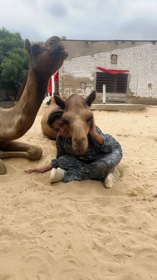 Cammie the camel and her camel friends at the Karachi shelter