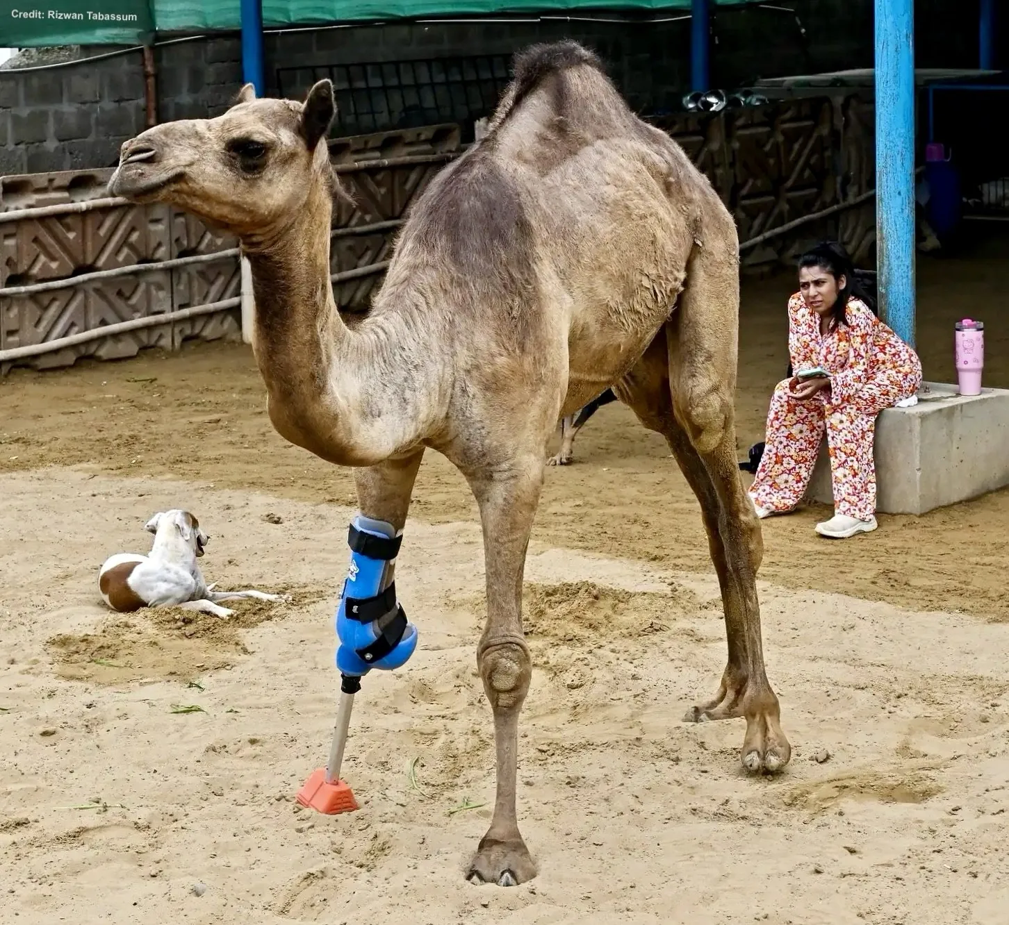 Cammie the camel and her camel friends at the Karachi shelter