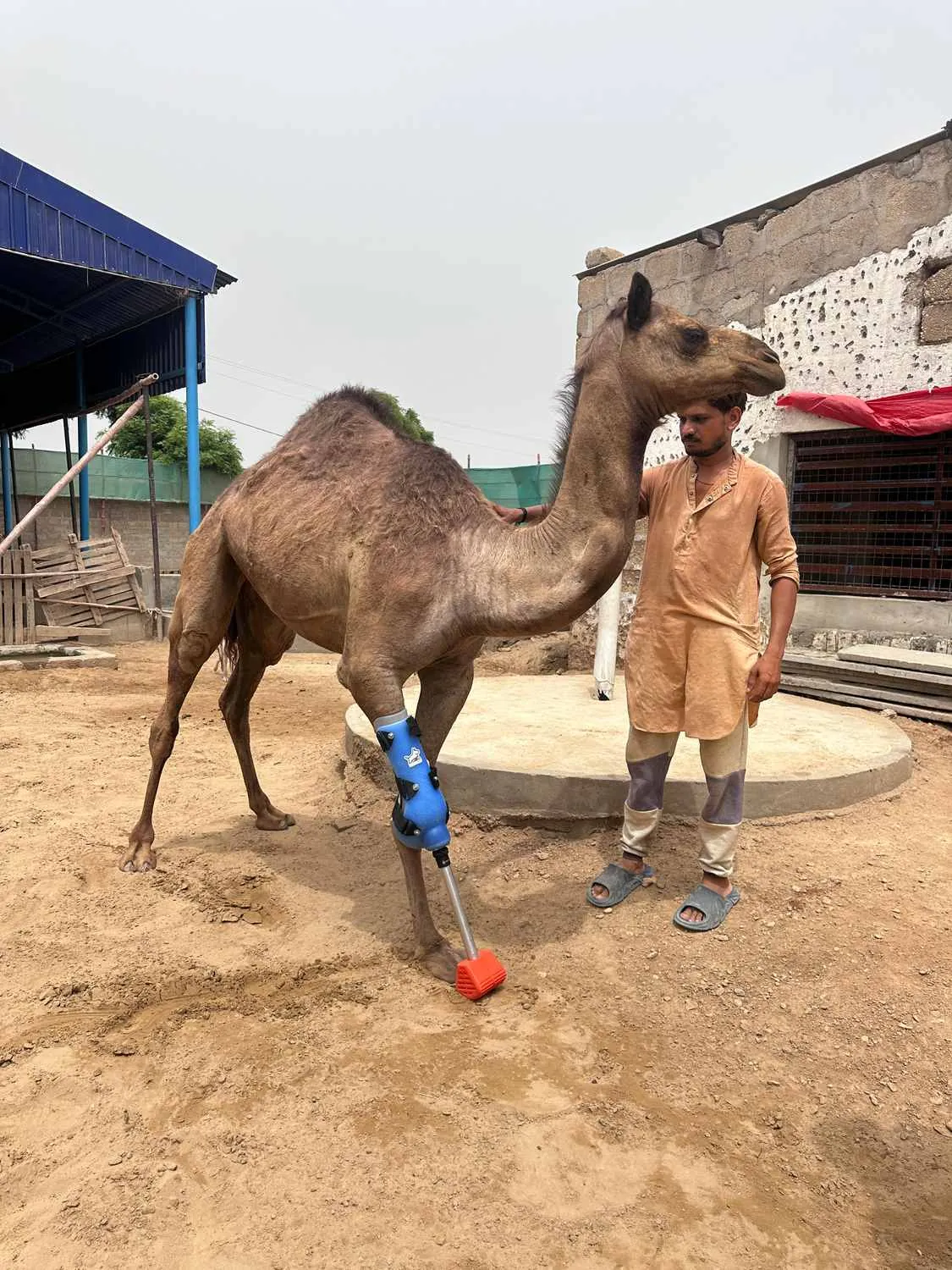 Cammie the camel and her camel friends at the Karachi shelter