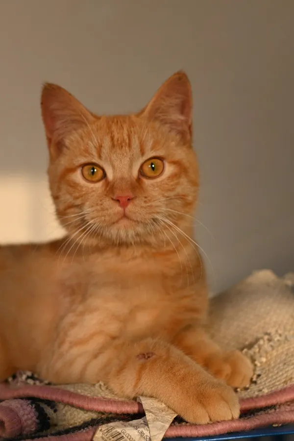 Animals cared for by the CDRS Benji Project