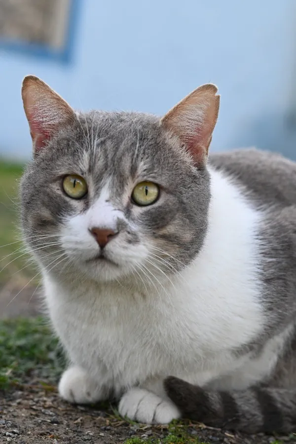 Animals cared for by the CDRS Benji Project