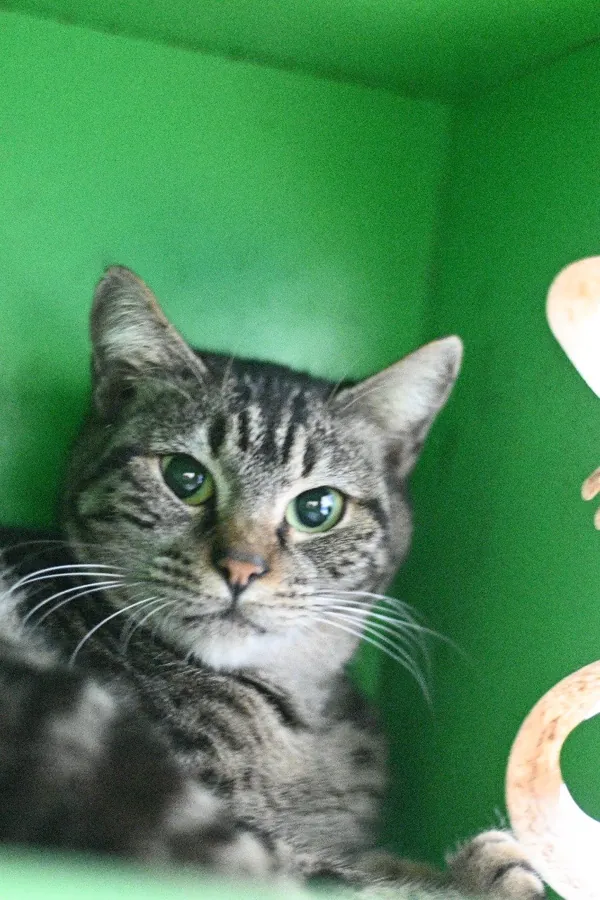 Shelter animals waiting for a sponsor