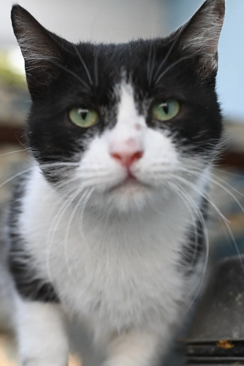 Animals cared for by the CDRS Benji Project