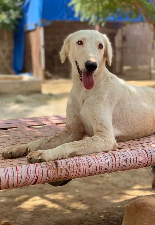 Animals your donation helps