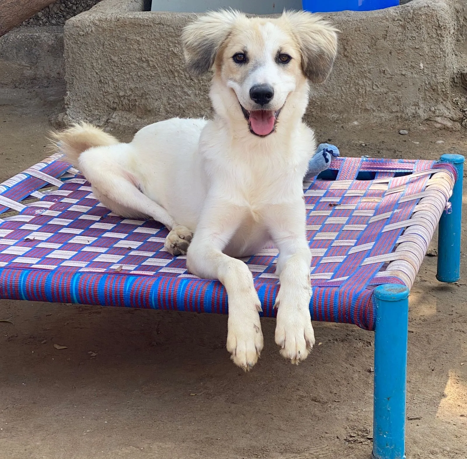 Animals cared for by the CDRS Benji Project