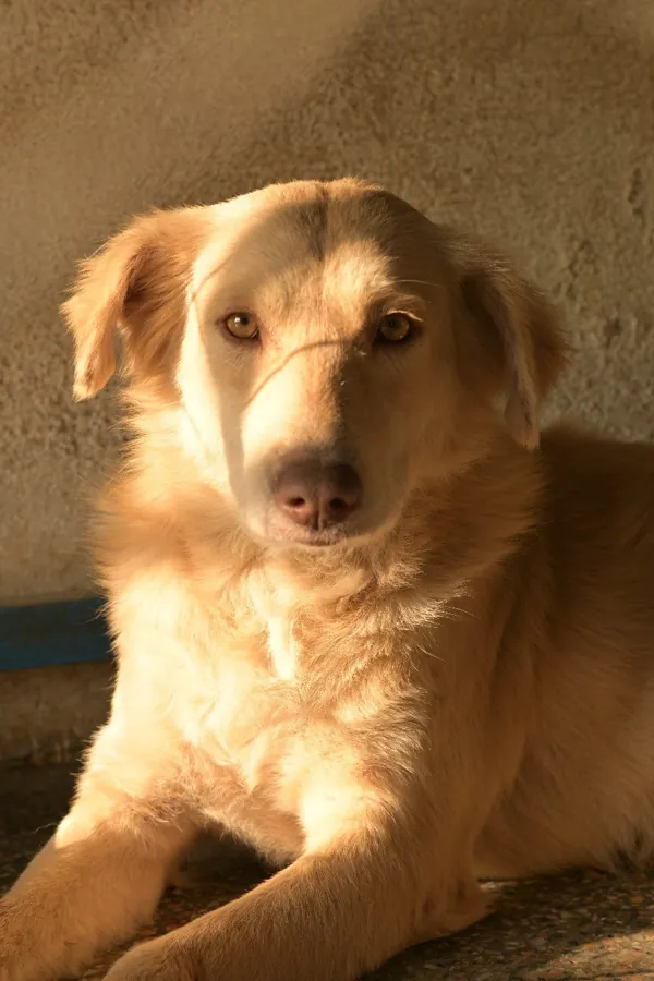 Shelter animals waiting for a sponsor