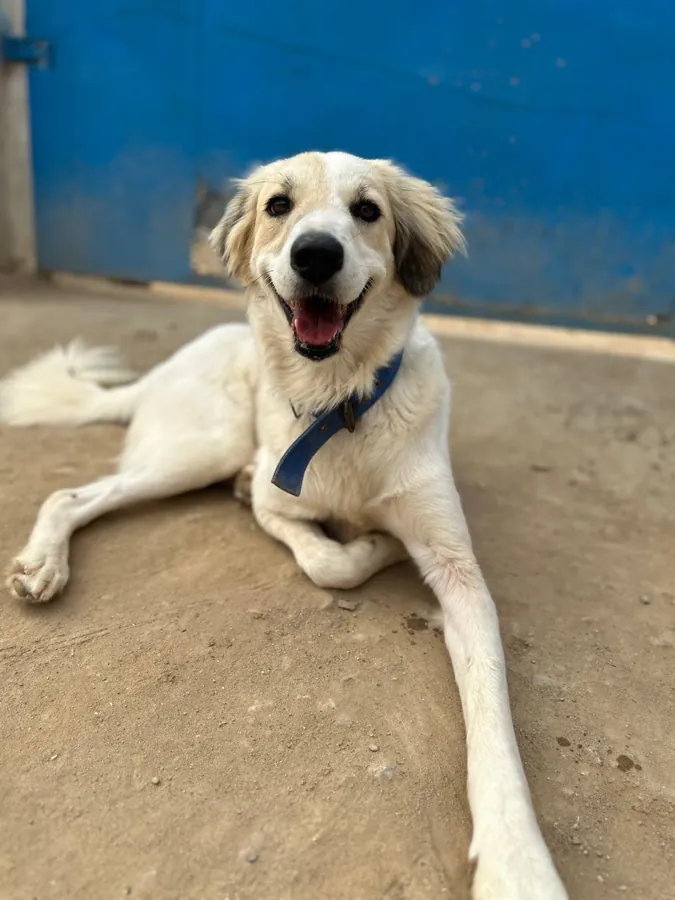 Animals cared for by the CDRS Benji Project