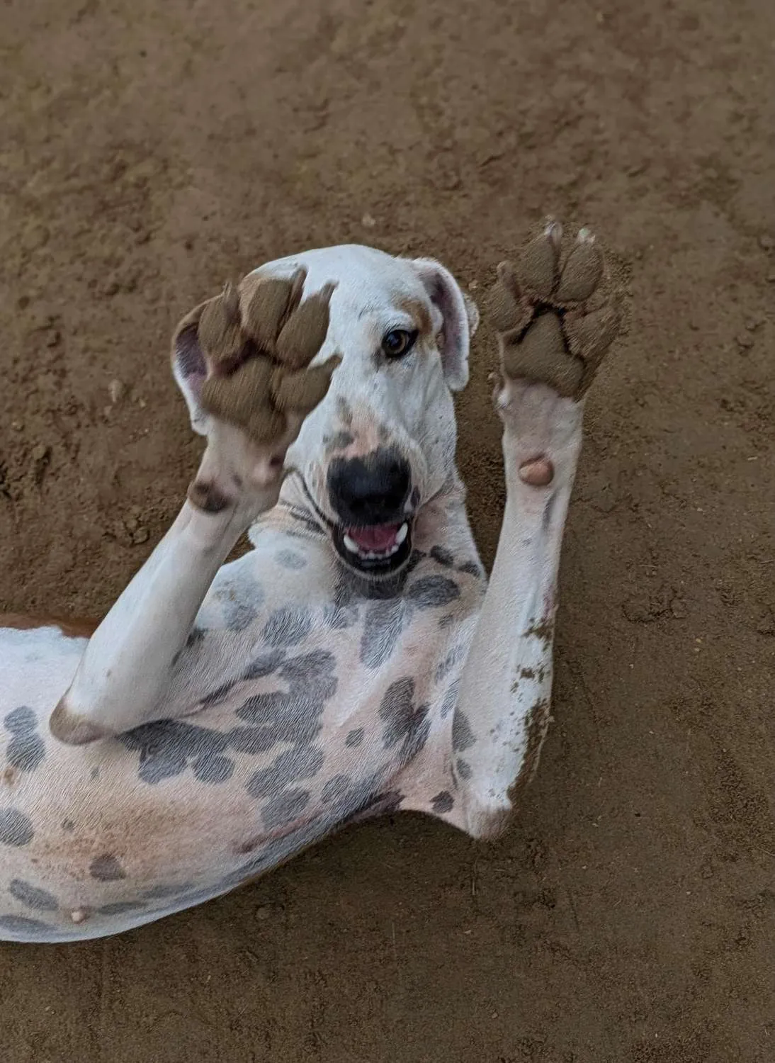 Shelter animals waiting for a sponsor