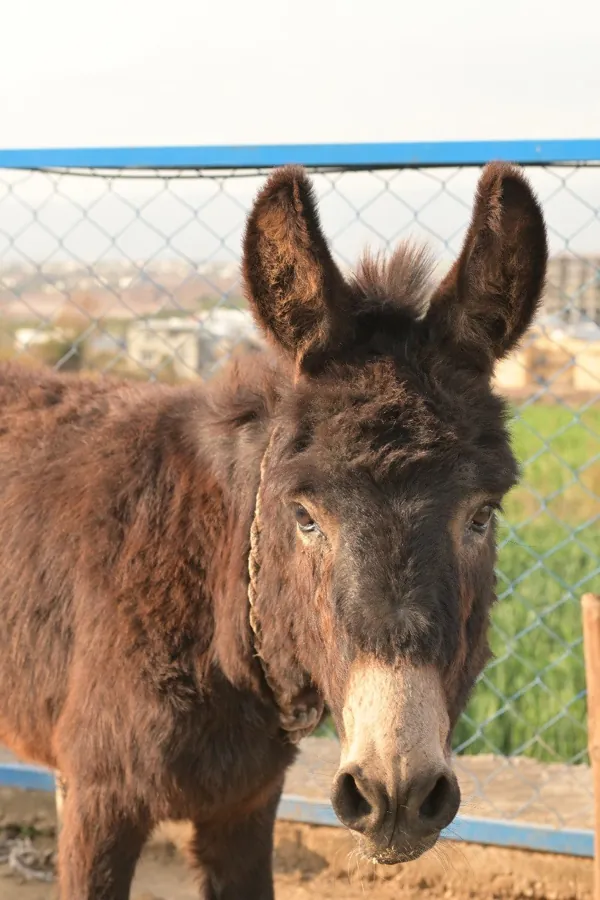 Shelter animals waiting for a sponsor